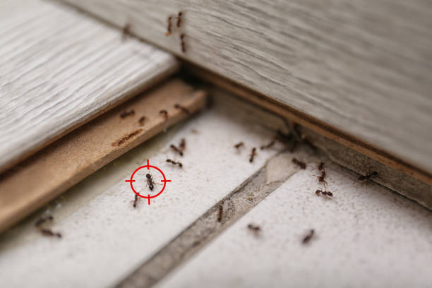 Best Ant Control Services  in Flint Hill, MO