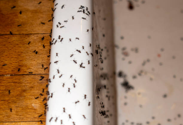 Best Best Pest Control Companies  in Flint Hill, MO